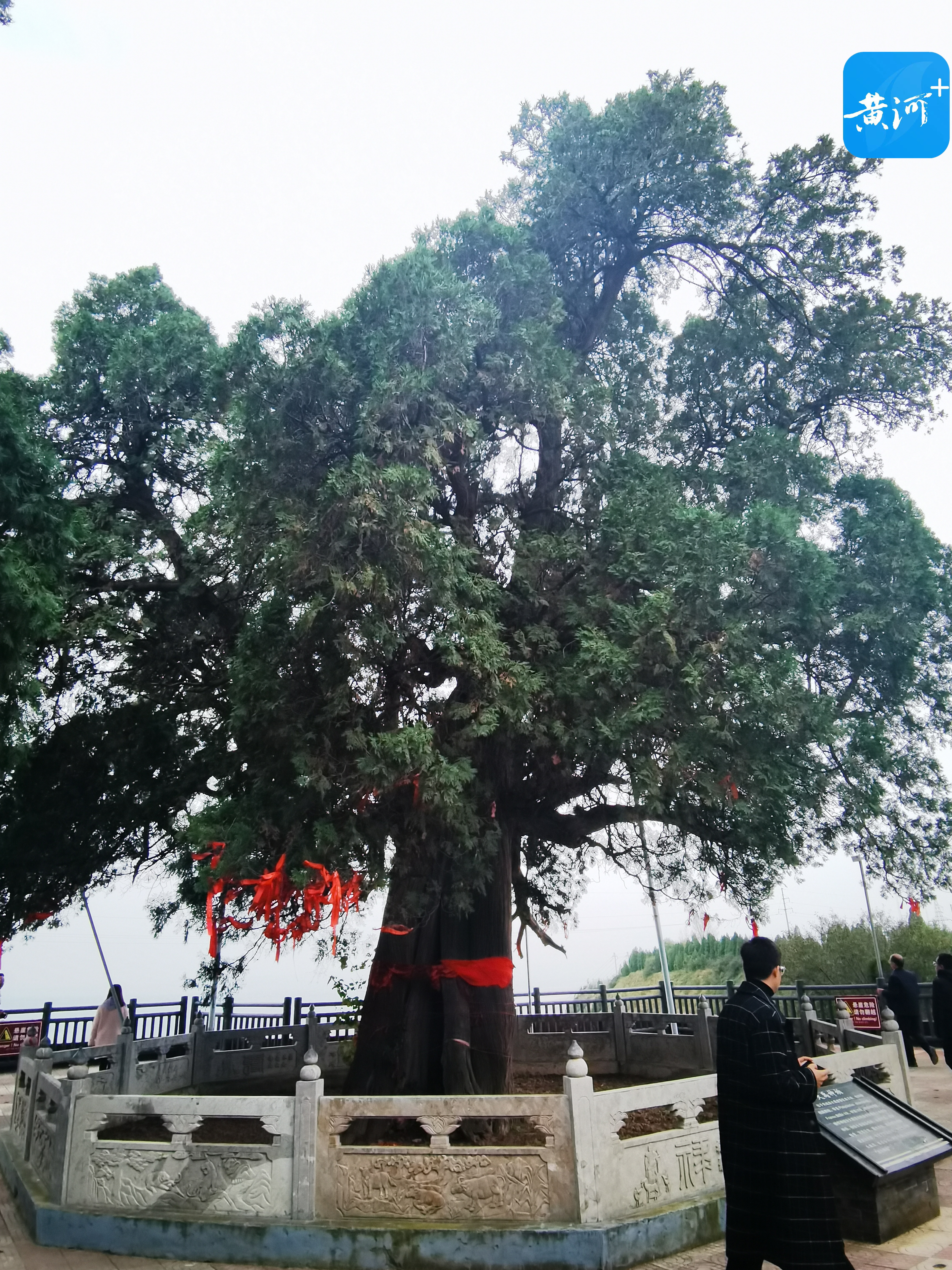 传说大禹亲手所种的4000年神柏